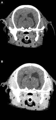 Case report: Atypical and chronic masticatory muscle myositis in a 5-month old Cavalier King Charles Spaniel. Clinical and diagnostic findings, treatment and successful outcome